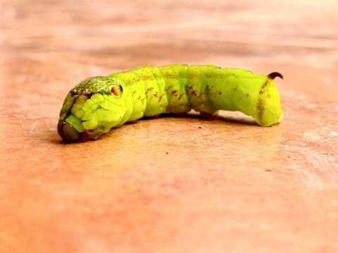 Hawkmoth larva showcasing natural mimicry and survival camouflage.