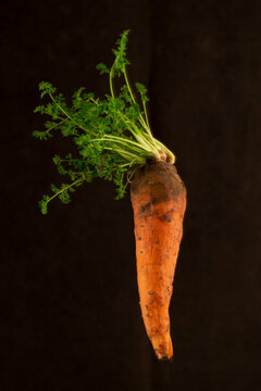 Still life with fresh carrots on a dark background