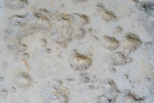 Weathered limestone fills the frame with pale gray tones, pits and irregular erosion marks. The rough mineral surface creates an abstract natural stone background.