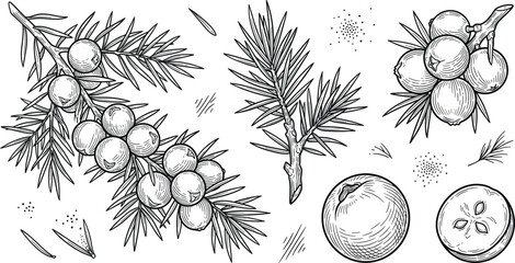 Juniper berry branch hand drawn sketch vector set with conifer plant needles cross section fruit and gin ingredient © MdMursalin