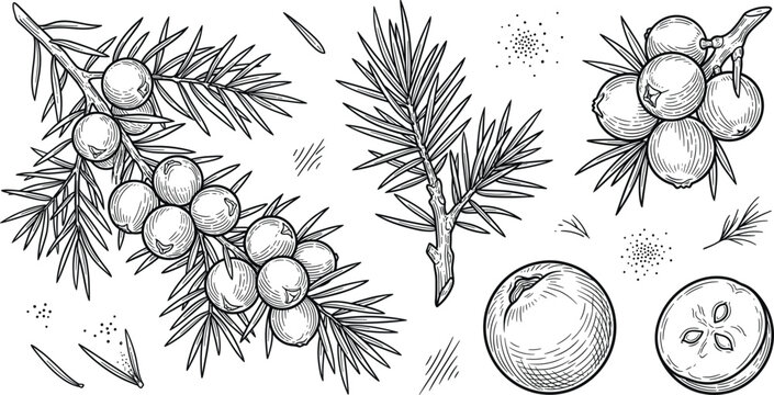 Juniper berry branch hand drawn sketch vector set with conifer plant needles cross section fruit and gin ingredient