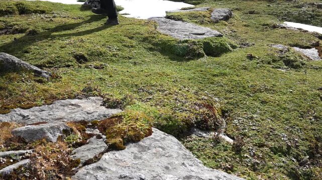 Close-up cinematic shot of a trekker walking through lush green grass in a mountain meadow. Hiking boots moving along a natural trail surrounded by fresh greenery, representing adventure travel, outdo