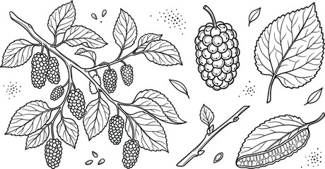 Mulberry berry fruit engraving sketch vector set with whole berries branch leaves twigs seeds and detailed botanical elements © MdMursalin