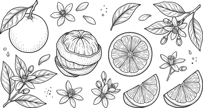 Orange citrus fruit engraving sketch vector set with whole orange slices peeled fruit blossoms leaves and botanical buds