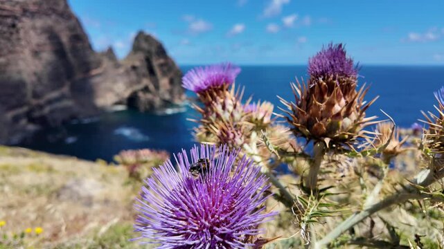 Bumblebee Pollinating Purple Cardoon Flowers - Gimbal Macro Nature Footage, Madeira