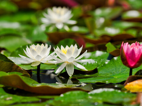 夏の光に揺れる花々