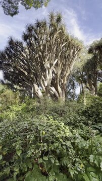 Canary Island dragon tree Dracaena draco growing in a lush tropical garden