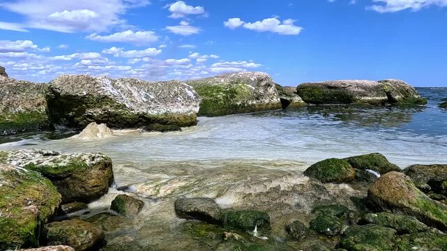 The image depicts a rocky coastal shoreline densely covered with a thick layer of green macroalgae.