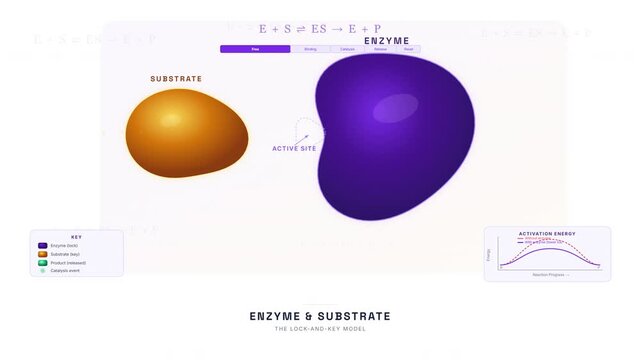 Enzyme Lock and Key Model Animation &mdash; Substrate Binding Active Site Biochemistry Loop