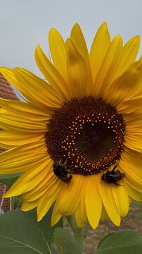 Gro&szlig;e Hummeln auf einer leuchtenden Sonnenblume Helianthus annuus im Sommer - Die Insekten bewegen sich aufgrund der k&uuml;hlen Temperaturen nur langsam und sammeln Pollen auf der leuchtend gelben Bl&uuml;te