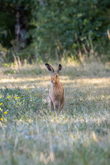 Alert hare in a meadow at the forest edge – vigilance, wild nature © Morgane Rclt 