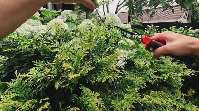 Gardener pruning branches of thuja plant with garden scissors. POV. Landscaping, tending to plants. Gardening concept.