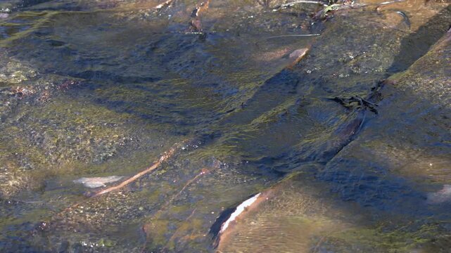 Clear Water Flowing Over Sandstone Creek Bed in Blue Mountains