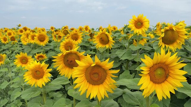 Close up of blooming sunflower field with honey bees pollinating bright yellow sunflower blossoms on a sunny summer day. Green leaves, agricultural landscape and natural pollination.