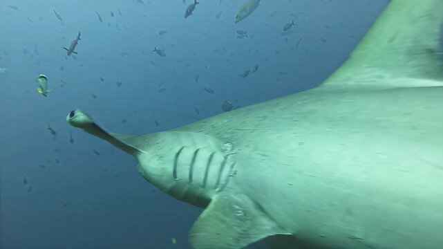 Close-up underwater view of a hammerhead shark swimming in clear blue ocean waters