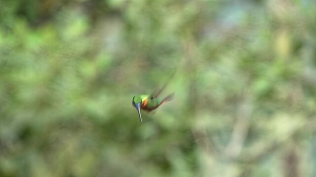 Tiny hummingbird hovers and drinks nectar from unseen flower in lush forest
