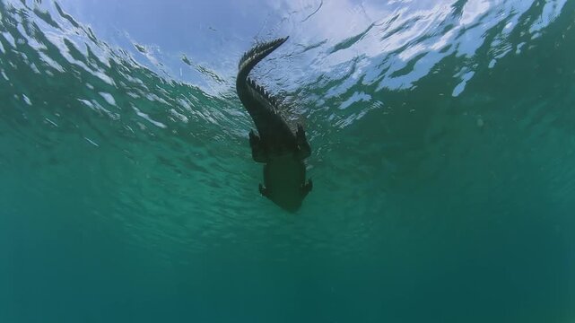 American crocodile swimming just beneath the surface in the clear tropical waters of Cuba, viewed from below as it glides through the Caribbean Sea.