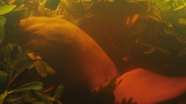 Underwater view of an Amazon river dolphin (Inia geoffrensis) swimming through flooded vegetation in the Rio Negro, deep within the Amazon rainforest.