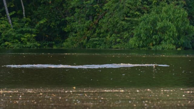 Two Amazon river dolphins (Inia geoffrensis) swimming at the surface of the Rio Negro, surrounded by the Amazon rainforest in northern Brazil.