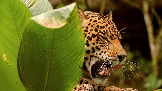 Majestic jaguar with spotted coat rests among lush green jungle foliage