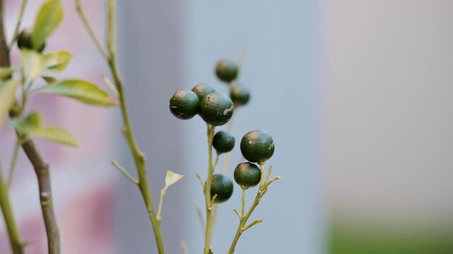 A cluster of tiny limes growing on a tree