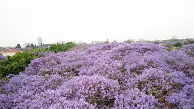 Aerial view of a beautiful street lined with blooming purple jacaranda trees in spring