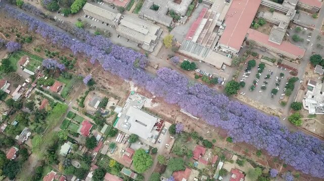Aerial view of a beautiful jacaranda tree lined avenue in full bloom in Harare, Zimbabwe