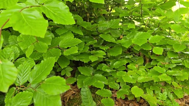 New green Hazel tree (Corylus avellana) leaves 2