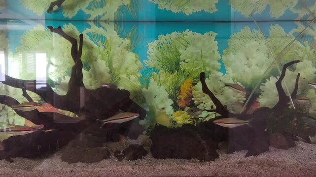 Various small fish gracefully glide together among rocks and driftwood in a clean glass fish tank.