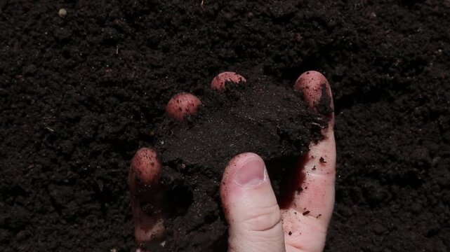Soil-covered human hand holds dark moist soil and slowly releases it letting individual dirt particles fall one by one from fingers in a close-up satisfying ASMR top view