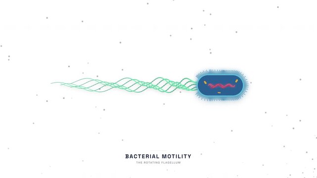 Bacteria Flagellum Motor Rotation Animation &mdash; Prokaryotic Cell Motility Microbiology Loop