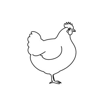 vector illustration of a chicken