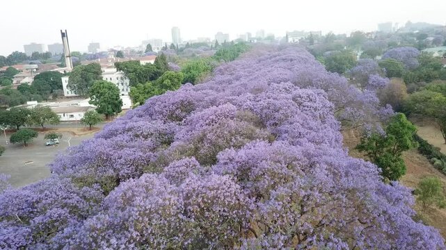 Aerial view of a beautiful street lined with blooming purple jacaranda trees in spring