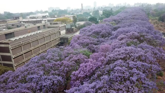 Aerial view of a beautiful avenue lined with blooming purple jacaranda trees in spring