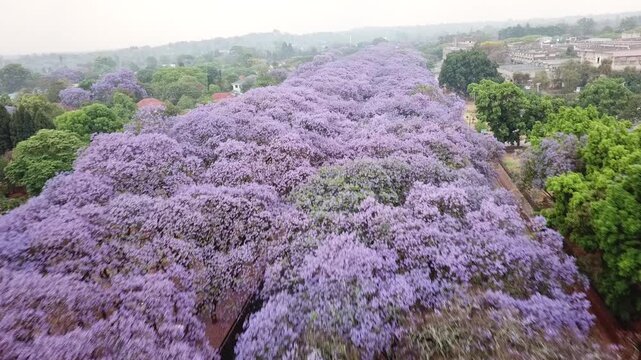 Aerial view of a beautiful street lined with blooming purple jacaranda trees