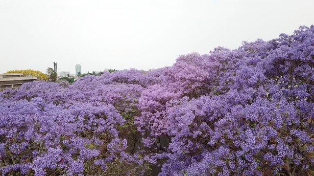 Aerial view of a beautiful street lined with blooming purple jacaranda trees