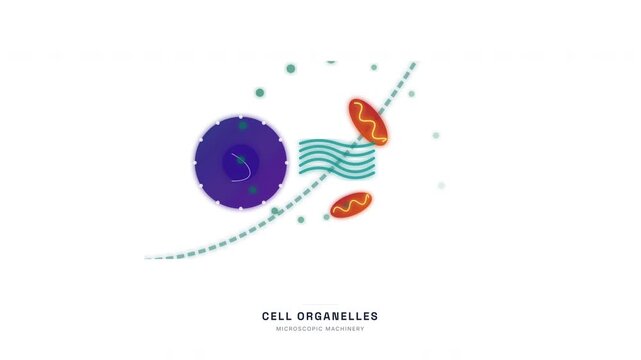 Animal Cell Organelles Cross Section Animation &mdash; Nucleus Mitochondria Cell Biology Loop