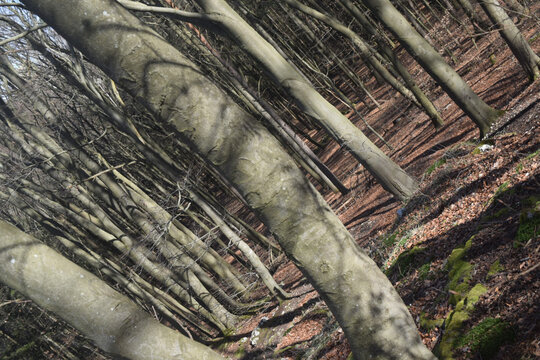 B&auml;ume im Wald, Baumst&auml;mme, schr&auml;g