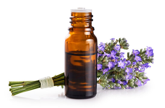 Bouquet of lavender and a bottle of lavender essential oil isolated on a white background. With clipping path.