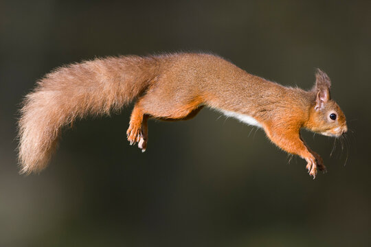 Jumping red squirrel