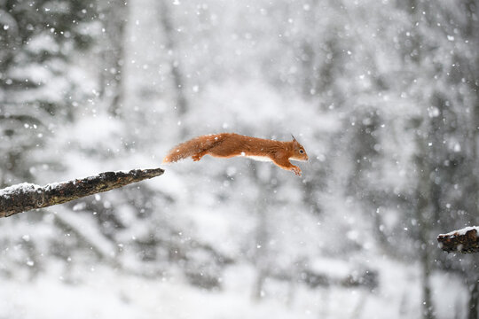 Jumping Eurasian red squirrel in winter forest