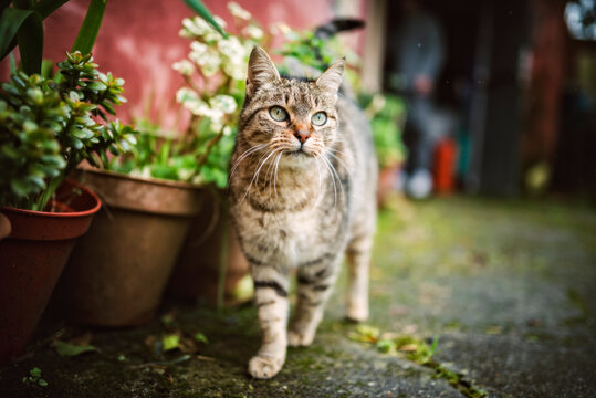 Portrait of tabby cat