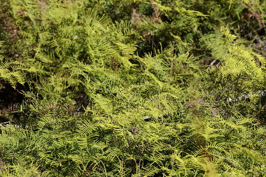 Lush Green Ferns Growing Along a Forest Hiking Trail