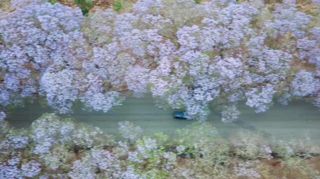 Aerial view of Jacaranda tree lined avenue in Harare, Zimbabwe