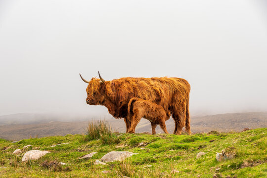 Galloway cattle feeding milk to calf at meadow