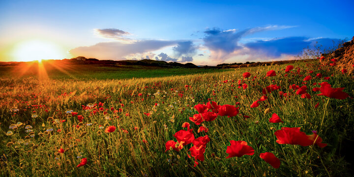 A red poppy blooms in a field at sunset in Menorca