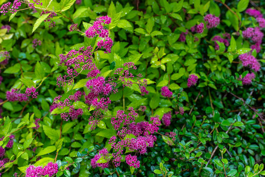 Blooming Japanese spirea (Spiraea japonica) covered with vivid pink flower clusters and fresh green leaves after rainfall. Decorative ornamental shrub widely used in landscape design and home gardens