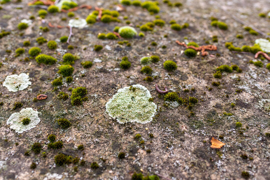Close-up of green moss cushions and pale crustose lichen colonies naturally colonizing an aged stone surface. Detailed texture of biological growth, weathering and biodiversity in outdoor environment.