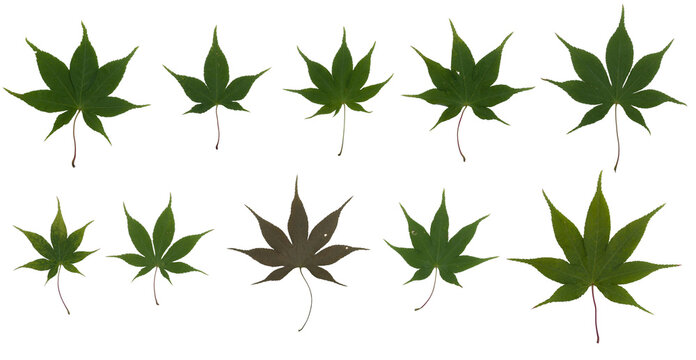 10 different green japanese maple leaves Acer Palmatum on white background