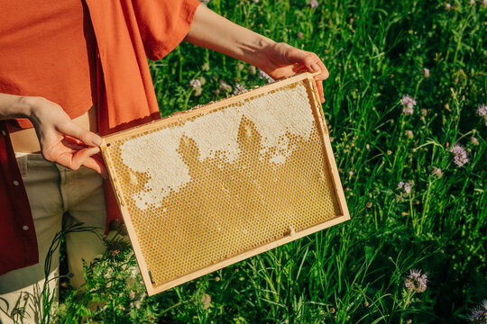 A woman holds a fresh honeycomb frame in a blooming garden
